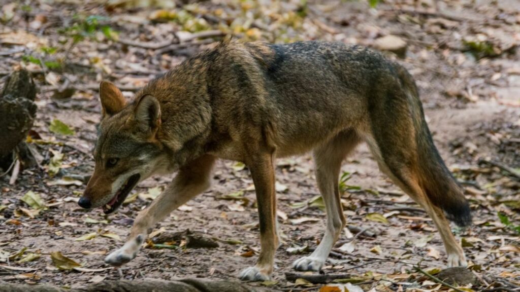 Are Coyotes Dangerous To Humans Do They Attack Us 