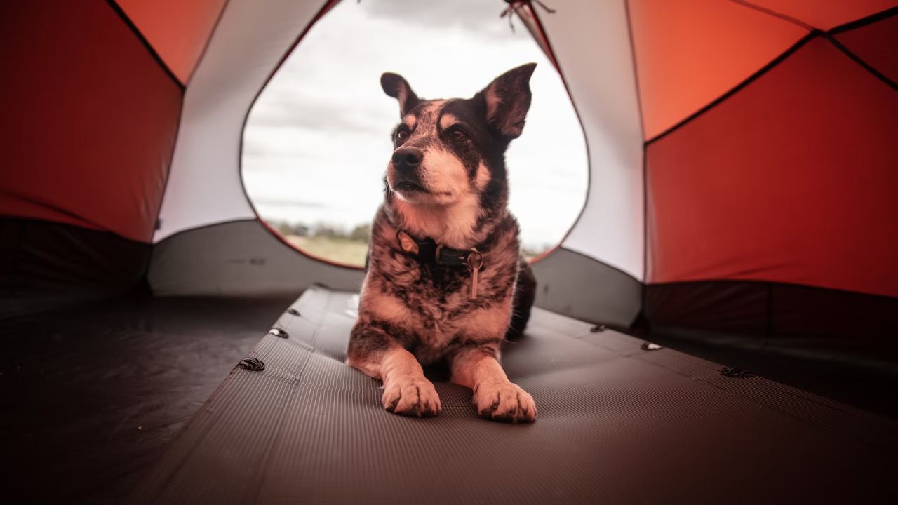 Unleash Your Inner Adventurer: How to Camp with Your Dog?